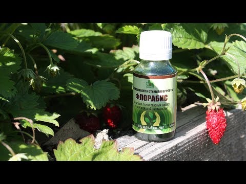 Видео: Ремонтантная земляника садовая Что нужно для непрерывного плодоношения