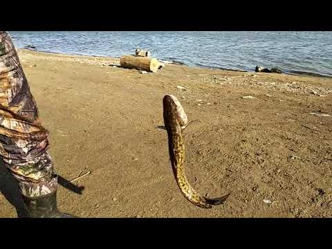 Видео: Обьгэс Рыбные места.Ловится налим.