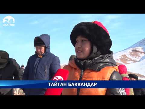 Видео: Атайын репортаж: Тайган багуу сырлары