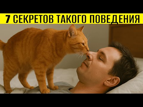 Видео: ШОК! КОШКА БУДИТ ВАС РАНО УТРОМ? Вот 7 СЕКРЕТОВ
