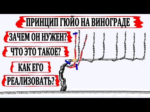 Видео: 🍇 Что такое на ВИНОГРАДЕ ПРИНЦИП Гюйо по ежегодной ЗАМЕНЕ СТАРОГО плодового звена на НОВОЕ.