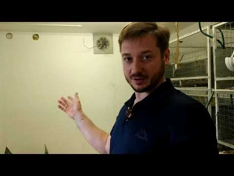 Видео: Вентиляция курятника, кондиционер в курятнике