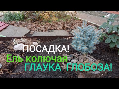 Видео: Ель колючая, ГЛАУКА  ГЛОБОЗА! Осенняя посадка!