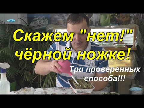 Видео: Три проверенных способа от чёрной ножки!