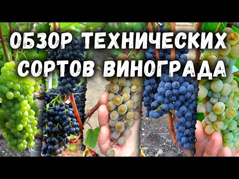 Видео: 🍇Обзор технических  сортов винограда.🍇
