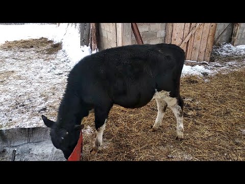 Видео: Причина бронхопневмонии телят. Лечение.