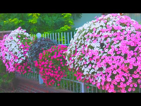 Видео: Петунии гиганты - главные преимущества,  сорта - которые, вне конкуренции.
