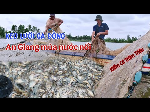 Видео: Вылов рыбы сетями из реки Анзянг: крупный выигрыш в паводковый сезон, миллионы | Huyen Anh TV