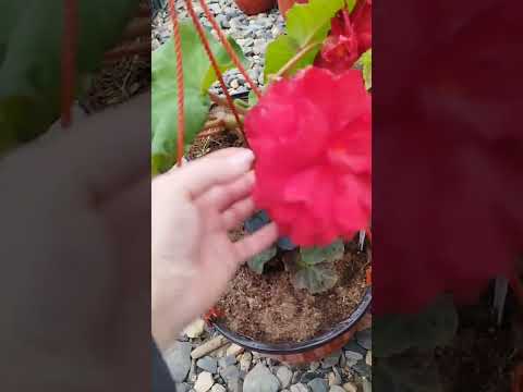 Видео: Бегонии по сортам,часть моей коллекции 