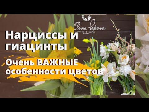 Видео: Секреты флористики. Нарциссы и гиацинты. Важные особенности цветов. Флористика для начинающих