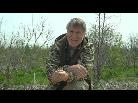 Видео: Фильм №501 - Подкормка голубики. Лук, чеснок. Полив, подкормка, борьба с вредителями
