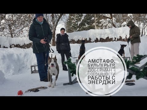 Видео: Догтренинг 718. Амстафф, бультерьер, доберман - особенности работы с энерджи.