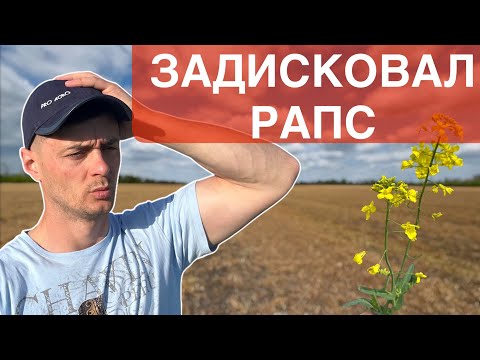 Видео: Почему не взошел рапс? Убыток. Что посеял?