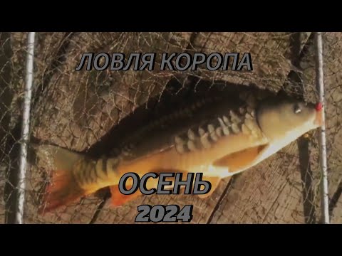 Видео: VLOG: СЛАБОНЕРВНЫМ НЕ СМОТРЕТЬ ЛОВЛЯ КРУПНОГО КОРОПА В СЕРЕДИНЕ ОСЕНИ