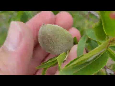 Видео: Посадка косточек сладкого Миндаля(результат посадок,обзор пас.Балаклава)👍💪🌳