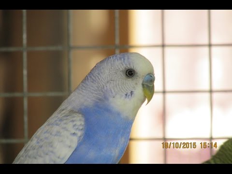 Видео: Помещение с вольерами для попугаев