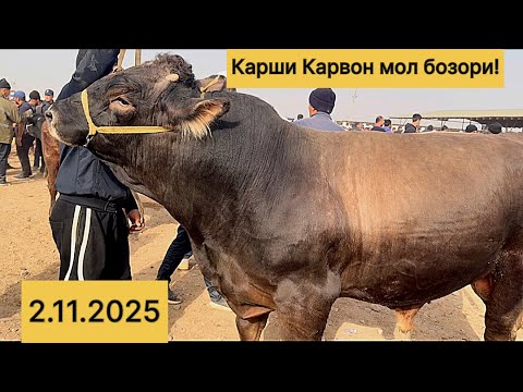 Видео: Карши Карвон мол бозори нархлари 2.11.2025 й