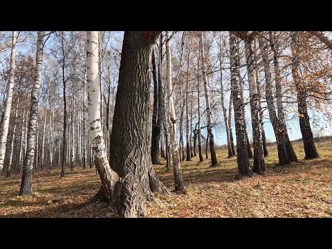Видео: Как посадить КЕДР / ГИЛЬГАМЕШ  & УРАЛ БАТЫР | АРТЕЛЬ ПАРК КЭМП