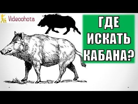 Видео: Где искать кабана на охоте? Videoohota