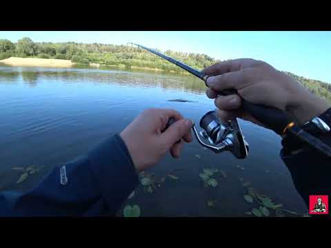 Видео: ОКА. Разыскивается БЕЛЫЙ ХИЩНИК в лице ЖЕРЕХА.