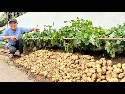 Видео: Нельзя игнорировать этот совет, если хотите, чтобы картофель давал много клубней и высокий урожай.