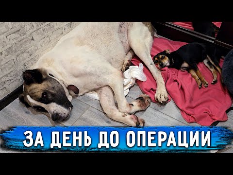 Видео: За день ДО выпрямления лапы Нукеру. Сделали Узи, есть ли бирка в желудке? Мелисса лучше ходит.