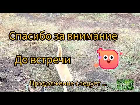 Видео: Уха из сомика// Работаем все ...//