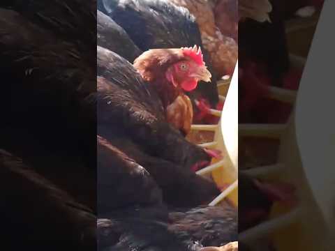 Видео: 🪺🐔🐔#курица #животные #здоровье #еда #farming #organic #hen #healthy #food #animals #chicken #comida