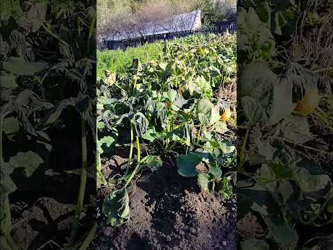 Видео: 14 сентября 2025 г.