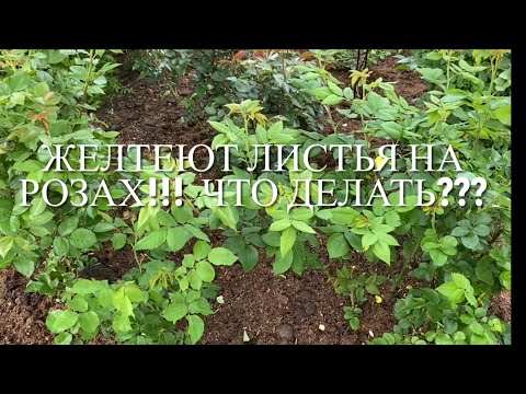 Видео: Розы. Желтеют листья на розах. Причины и что делать??? Немного о слепых побегах.....🌹🌹🌹
