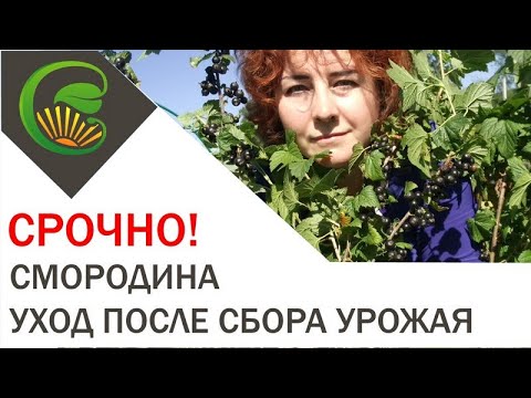 Видео: Смородина   Уход после сбора урожая. СРОЧНО!