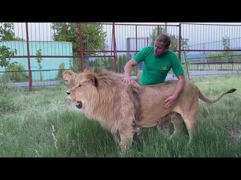 Видео: Прайд львов Чука и прайд Олежки  ДЕЛЯТ ТЕРРИТОРИЮ ! Russian Lion man !