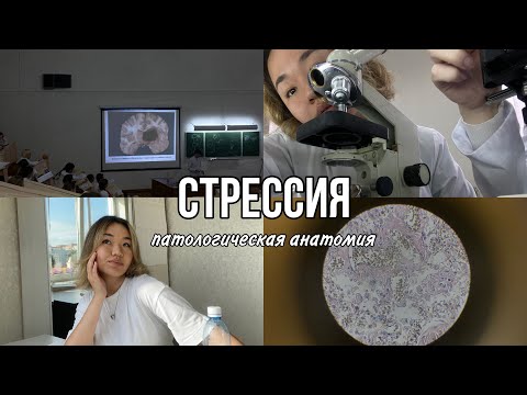 Видео: СТРЕССИЯ | как сдать патан | ОмГМУ #medicine #студентмедик