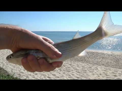 Видео: ЛОВЛЯ КЕФАЛИ в Черном море с берега.ГОТОВИМ КЕФАЛЬ.