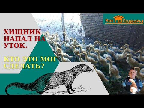 Видео: Как защитить курятник от хищника? "Мое Подворье"