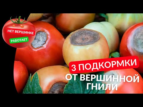 Видео: Внесите ЭТО и ВЕРШИННОЙ ГНИЛИ больше не будет, 3 проверенных средства от вершинки