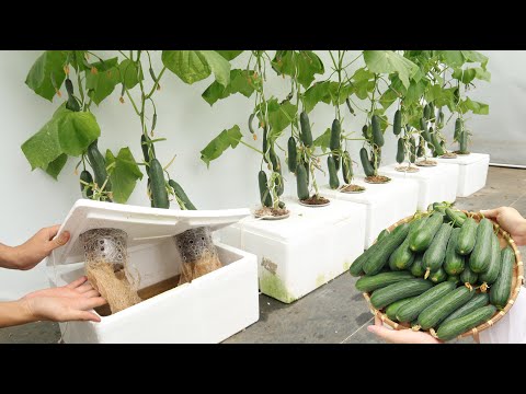 Видео: Хотел бы я раньше узнать об этом методе выращивания гидропонных огурцов