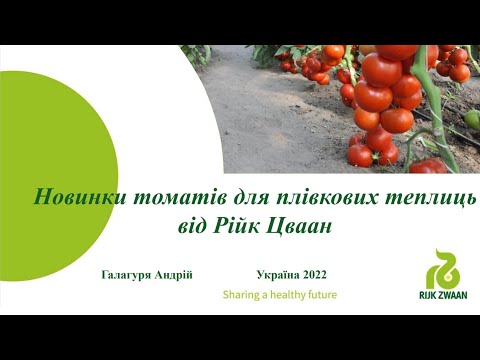 Видео: Томати для плівкових теплиць від компанії «Рійк Цваан» - відповіді на запитання