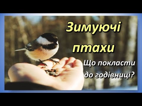 Видео: Зимуючі птахи