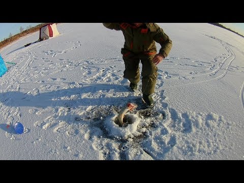 Видео: Вазузское водохранилище  Щука  Подлещик