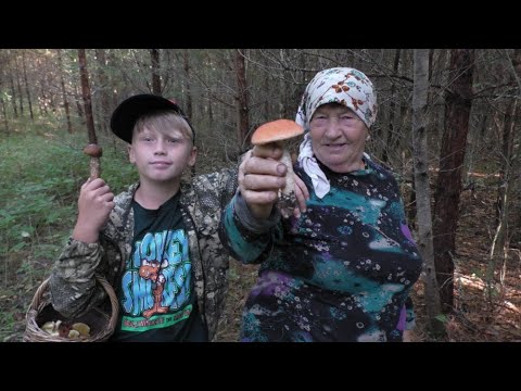 Видео: ГРИБЫ ПОШЛИ МАССОВО! ГРИБЫ НАС ПРОСТО НЕ ОТПУСКАЮТ ИЗ ЛЕСА! Бабушка с нами!