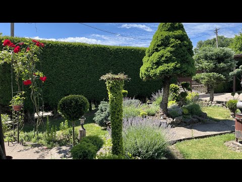 Видео: ТОП 4 НАЙГАРНІШИХ РОСЛИН ДЛЯ ВЕРТИКАЛЬНОГО ОЗЕЛЕНЕННЯ.