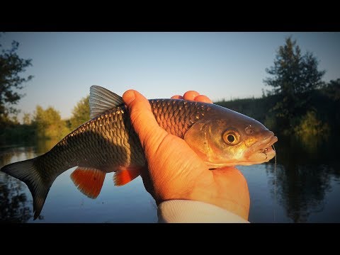 Видео: С кренками на малой реке. Рыбалка на Пьяне.