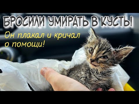 Видео: Котёнок уже не плакал | он лежал молча и ждал смерти | help a homeless kitten to survive