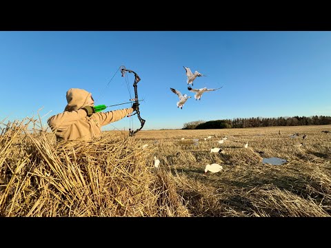 Видео: Охота с луком. Летящие снежные гуси с неба!