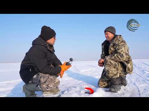 Видео: КӨКСЕРКЕ БАЛЫҒЫН ҰСТАУ / СУДАК / ОЛЖА / 28.01.2024