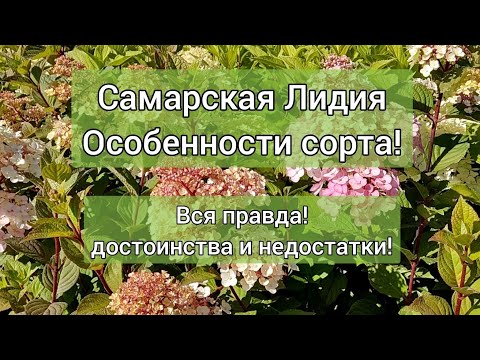 Видео: Самарская Лидия. Особенности сорта. Достоинства и недостатки!