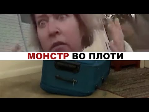 Видео: Он сам залез в чемодан