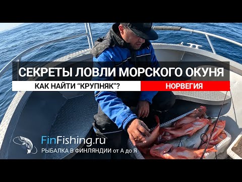Видео: Секреты ловли крупного морского окуня в Норвегии