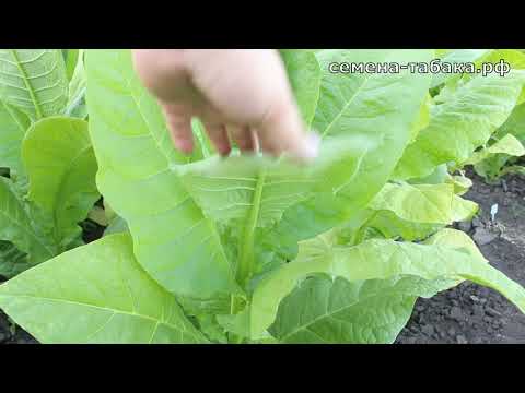 Видео: Краткий обзор плантации табака от 13 Июля 2021г.